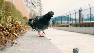 Orașul din România unde hrănirea porumbeilor în spațiul public a fost interzisă. Amenzile sunt usturătoare