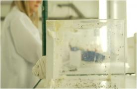 O companie din Marea Britanie a început să dezvolte ţânţari modificaţi genetic. Metoda ar urma să ajute la eradicarea malariei