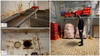 Coşmar sanitar la un abator de lângă Bucureşti. Locul unde erau sacrificate animalele, focar de infecţie