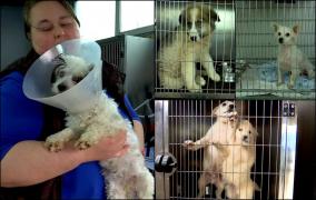 Adăpostul de câini din Baia Mare are nevoie de un aparat de aer condiționat ca să salveze puiuții de la suferință