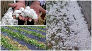 Dezastru în Dolj şi Mehedinţi, unde grindina a pus la pământ culturi întregi. Agricultorii cer sisteme antigrindină