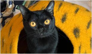 Defilare spectaculoasă la Salonul Felin din Capitală. Falcon, motanul din Ucraina poreclit "pantera de apartament", a cucerit juriul