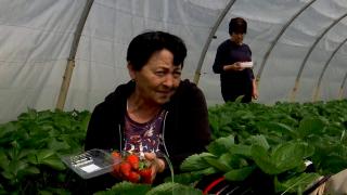 Cât costă kilogramul de căpşuni dacă ţi le culegi singur, de la producător. Poţi degusta pe gratis, cât alegi fructele