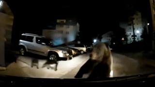 Urşii dau iar târcoale staţiunilor montane. O ursoaică cu trei pui s-a aruncat pe capota unei maşini în Predeal