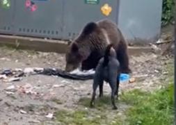 Un urs a făcut ravagii într-o gospodărie din Cluj. Animalul a ucis mai mulţi iepuri şi câteva găini