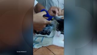 Momentul în care o pisică folosită pentru contrabandă e prinsă de gardieni într-o închisoare din Costa Rica. Avea droguri lipite de blană