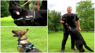 Câinii poliţişti care ajută forţele de ordine din Gorj. Cum acţionează eroii necuvântători