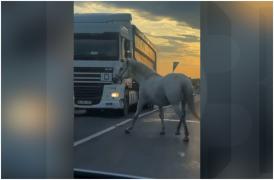 Un cal fără stăpân, filmat cum umbla printre mașini pe podul peste Siret din Şendreni. Șoferii l-au evitat la limită
