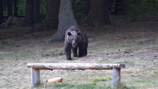 17 urşi terorizează Braşovul. Primăria ar vrea să-i împuşte, dar nu poate obţine avizele de la Bucureşti: guvernul interimar nu poate da aprobări