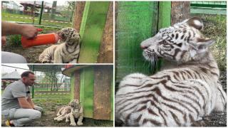 Noua atracţie de la colţul zoologic Zahareşti. Doi pui de tigru alb au poposit de la o grădină zoologică din străinătate