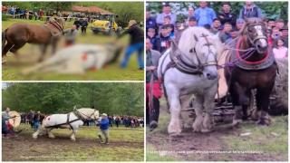 Cal de tracţiune, mort după ce a câştigat concursul de tras buşteni la Bistriţa-Năsăud. S-ar fi stins din cauza epuizării
