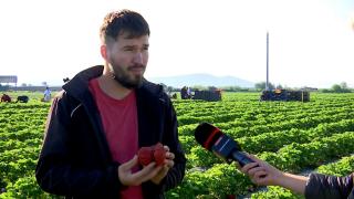 Marinel a dat lovitura cu un fruct-gigant, pentru care oamenii străbat şi 11 ore pe drum. Cât costă kilogramul