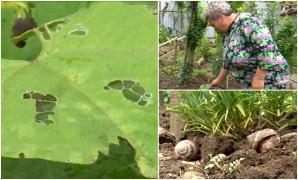 Liliana a vrut legume bio, dar s-a trezit cu răsadurile distruse: "M-au nenorocit. Ia uite cum mănâncă frunza la castraveţi, la fasole"