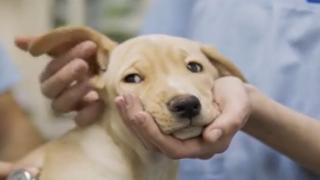 Tot mai mulţi români vor să plece în vacanţă cu animalul de companie. Ce paşi ar trebui să urmeze