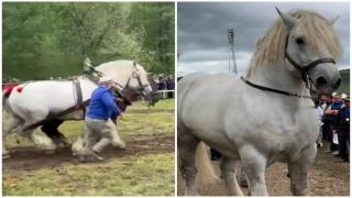 Moartea lui Falko, anchetată de Parchet. Calul a murit la câteva secunde după ce a câştigat un concurs de tras buşteni