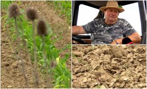 "Nu rentează. E o loterie". În Oltenia, agricultorii stau la mila vremii, din cauza lipsei irigaţiilor