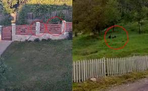 Oamenii dintr-o localitate din Vrancea, terorizaţi de o ursoaică cu  trei pui. Îi vizitează în fiecare zi