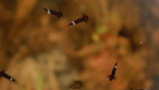 Bucureștenii, asaltați de insecte. Autoritățile au început lupta cu roiurile de țânțari și musculițe