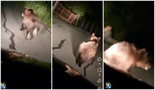 Incident revoltător în judeţul Cluj. Un bărbat s-a filmat fugărind un pui de urs cu maşina