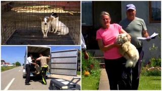 Măsura luată în Gorj pentru a salva oamenii de câinii fără stăpân. "E plin. Era să mă muşte doi într-o zi"