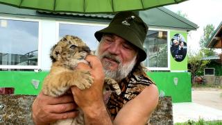 Primul pui de ligru din România, botezat "Goliath". Doar 20 de astfel de exemplare mai sunt în lume