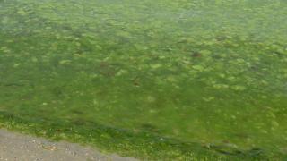 Plajă de pe litoral, invadată de alge. Fenomenul, cauzat de ultimele furtuni