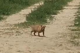 Amendă record primită de un bărbat care şi-a abandonat câinele în Mamaia