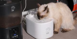 Gadgeturi pentru siguranţa animalelor. Cum îi ajută tehnologia pe stăpâni să-și protejeze prietenii blănoşi