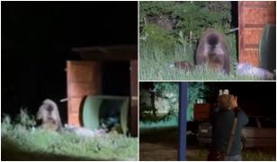 O ursoaică şi puii săi, filmaţi în timp ce căutau hrană la câţiva paşi de o pensiune din Poiana Braşov