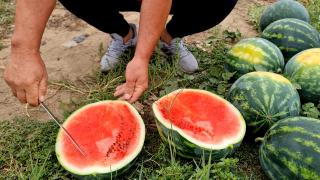 Preţ dublu în pieţe pentru pepenii de Dăbuleni. Cât a ajuns să coste un kilogram