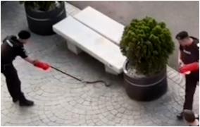 Șarpe, găsit de trecători pe un trotuar din Capitală. Jandarmii s-au chinuit minute bune să-l prindă