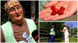 Vremea rea a distrus livezile de vişini din România. Imagine dezolantă: 10 fructe în tot copacul