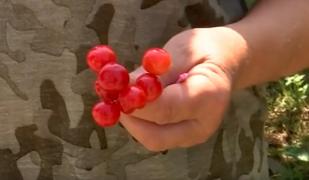 Vişinele româneşti, distruse de bruma de primăvară. Dulceaţa şi vişinata vor fi făcute cu fructe din import