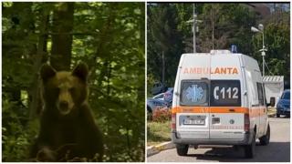 Şef de ocol silvic, atacat de un urs rănit, în Argeş. A fost transferat la Spitalul Floreasca din Capitală