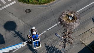 Eveniment special pentru sibieni. Ornitologii au început inelarea puilor de barză