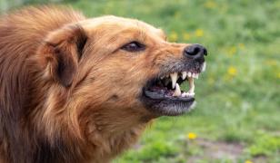 Femeie, omorâtă de câinele din gospodărie. Animalul a atacat-o violent când a vrut să-l hrănească