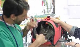 Reguli noi europene pentru posesorii de animale: Vor fi înregistrate într-o bază de date unică