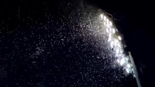 Invazie de fluturi în Capitală. Ce este Buha gamma şi de unde a venit în România