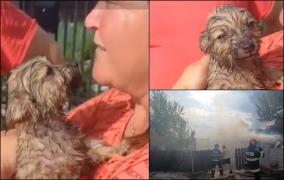 Căţel salvat din flăcări de pompieri, după ce o locuinţă a luat foc în Iaşi. Incendiul, extins la alte 3 anexe