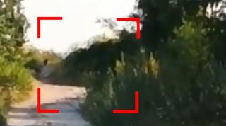 Stare de urgență în Bulgaria. Autoritățile caută o panteră neagră, filmată lângă granița cu România