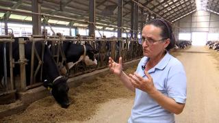 40 de grade la umbră, dublu stres pentru animale. Ce sfaturi oferă medicii veterinari