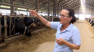 Risc major de insolaţie la animale. Deja se văd efectele: producţia de lapte a scăzut în ciuda măsurilor luate