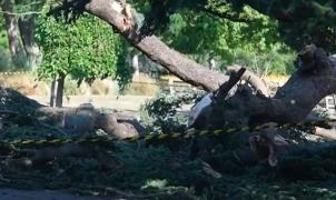 Fetiţă de 7 ani moartă, alţi 4 copii în stare gravă după ce un copac a căzut peste ei, într-un parc din UK