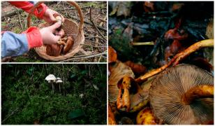 Un bărbat a murit şi două femei sunt în stare gravă după ce au mâncat ciuperci otrăvitoare