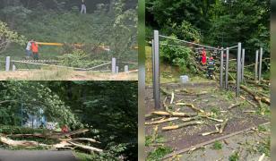 Copacul care a căzut peste un tânăr de 27 de ani în Braşov avea rădăcina putrezită. Explicaţia autorităţilor