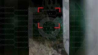 Jandarmii din Teleorman, pe urmele panterei fugite din Bulgaria. Doi localnici ar fi văzut-o în spatele casei