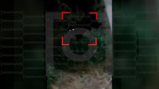 Pantera scăpată din Bulgaria, căutată acum în Teleorman. Doi copii ar fi văzut-o în spatele unei case