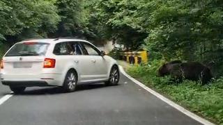 Şofer filmat cum opreşte maşina pe Transfăgărăşan şi dă de mâncare la urşi