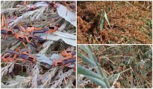 Invazie de lăcuste în Tulcea: Hectare întregi de culturi au fost devorate de insecte