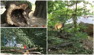 250 de arbori de sub Tâmpa vor fi tăiaţi. Specialiștii avertizează că reprezintă un pericol